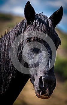 A closeup portrait of the face of a horse. Black horse head isolated on prairie background