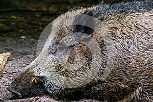 Closeup portrait of the face of a wild board, common pig specie from the forest of Eurasia