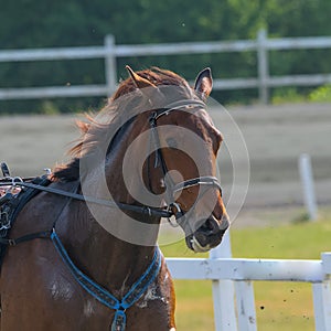 closeup portrait of the face of a young racing horse