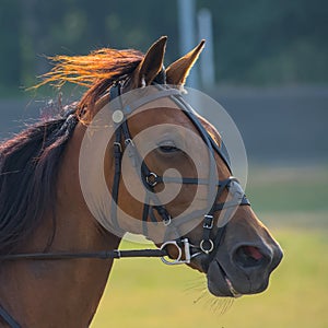 closeup portrait of the face of a young racing horse