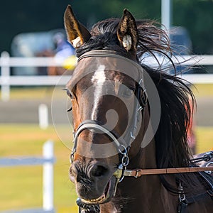 closeup portrait of the face of a young racing horse