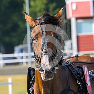 closeup portrait of the face of a young racing horse