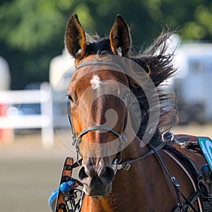 closeup portrait of the face of a young racing horse