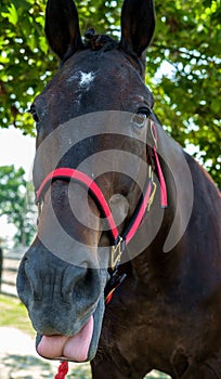 Closeup Horse Portrait Summer