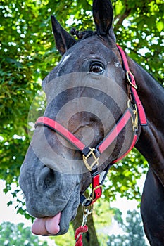 Closeup Horse Portrait Summer