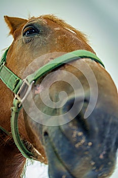 Closeup Horse Portrait Summer