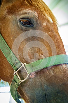 Closeup Horse Portrait Summer