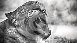 Closeup portrait of a female african lion