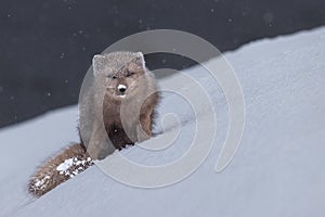 Closeup portrait of a fluffy arctic fox in the snow