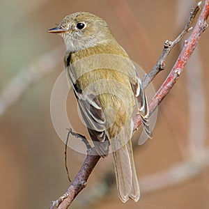 Closeup portrait of a flycatcher species in the Crex Meadows Wildlife Area in Northern Wisconsin