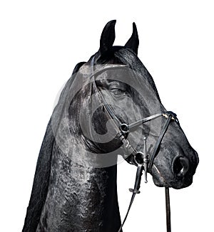 Closeup portrait of Friesian stallion horse on white