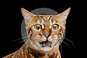 Closeup Portrait frightened Bengal Cat Face on Isolated Black Background