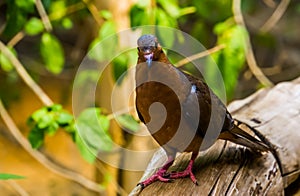 Closeup portrait from the front of a socorro dove, Pigeon that is extinct in the wild, Tropical bird specie that lived on socorro