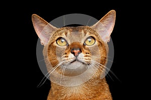 Closeup Portrait of Funny Abyssinian cat Looking Up