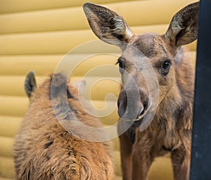 Closeup portrait of funny curious head of a moose or Eurasian elk with big brown eyes and nose