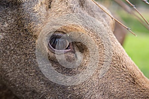 Closeup portrait of funny curious head of a moose or Eurasian elk with big brown eyes and nose