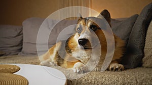 closeup portrait of funny cute tricolor dog Welsh Corgi breed lying on bed in bedroom at home and looking to camera. 4k