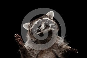 Closeup Portrait Funny Raccoon isolated on Black Background