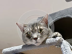 Closeup Portrait of a Funny Tabby Kitten with Head Hanging from Cat Tree, Wide-Eyed in Amusement, White Background