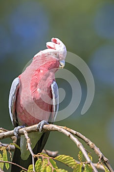 Closeup portrait of a galah cockatoo, Eolophus roseicapilla, bird