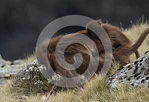 Closeup portrait of Gelada Monkey Theropithecus gelada mother grazing with baby on back Semien Mountains Ethiopia