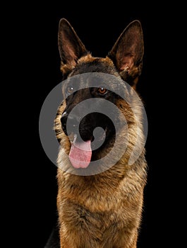 Closeup Portrait of German Shepherd on Black