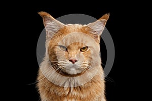 Closeup portrait Ginger Maine Coon Cat Isolated on Black Background