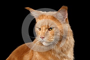 Closeup portrait Ginger Maine Coon Cat Isolated on Black Background