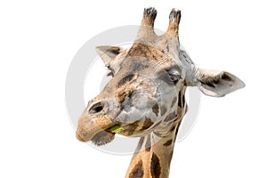 Closeup portrait of a giraffe head Giraffa Camelopardalis eating leaf isolated on white background