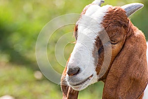 Closeup portrait of a goat in farm