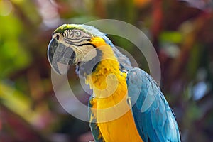 Closeup portrait of the gold and blue macaw parrot in Ubud bird park, Bali.