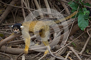 Closeup portrait of Golden Squirrel Monkey Saimiri sciureus resting on branch, Bolivia