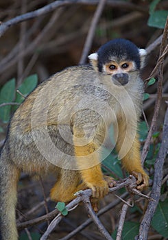 Closeup portrait of Golden Squirrel Monkey Saimiri sciureus sitting on branch looking at camera, Bolivia