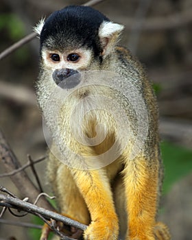 Closeup portrait of Golden Squirrel Monkey Saimiri sciureus sitting on branch in the Pampas del Yacuma, Bolivia