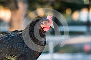 Closeup portrait of a good looking chicken