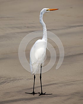 Closeup portrait of a Great Egret Ardea alba standing on shoreline in the Galapagos Islands Ecuador