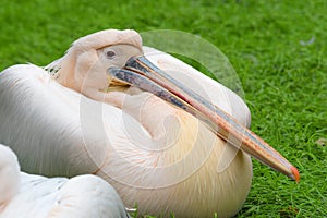 Closeup portrait of great white pelican Pelecanus onocrotalus