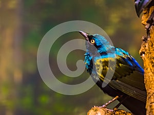 Closeup portrait of a greater blue eared starling, beautiful glossy bird sitting in a tree, tropical animal specie from Africa