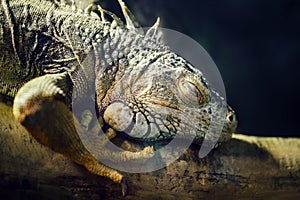 Closeup portrait of green American common iguana sleeping on a tree in zoo