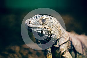 Closeup portrait of green American common iguana in zoo