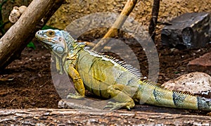 Closeup portrait of a green american iguana, popular tropical reptile specie from America