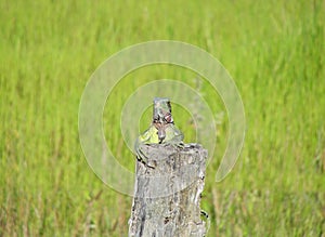 Closeup Portrait Of A Green Iguana