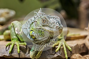 Closeup Portrait Of A Green Iguana (Iguana iguana)