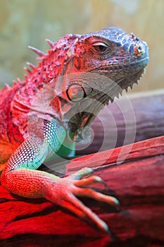 Closeup Portrait Of A Green Iguana (Iguana iguana)