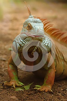 Closeup portrait of a green iguana, tropical reptile in natural conditions, lazy iguana relaxing in jungle