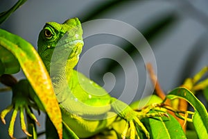 Closeup portrait of a green plumed basilisk, tropical reptile specie from America