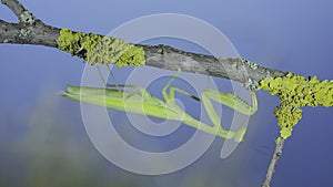 Closeup portrait of Green praying mantis hangs under tree branch on green grass and blue sky background. European mantis Mantis