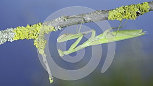 Closeup portrait of Green praying mantis hangs under tree branch on green grass and blue sky background. European mantis Mantis