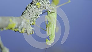 Closeup portrait of Green praying mantis hangs under tree branch and looks at on camera lens on green grass and blue sky