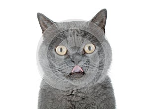 Closeup portrait of a grey cat